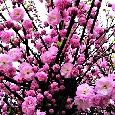 Миндаль  Миндаль в Улан-Удэ