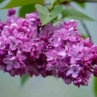 Сирень   Сирень  в Улан-Удэ