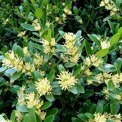 Самшит  Самшит в Улан-Удэ