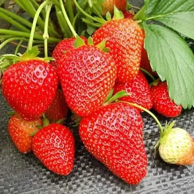 Клубника ВИМА РИНА ремонтантная  Клубника ВИМА РИНА ремонтантная в Улан-Удэ