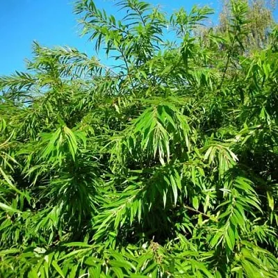 саженцы ивы саженцы ивы