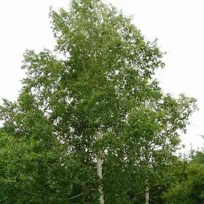 Береза бородавчатая  Береза бородавчатая в Улан-Удэ