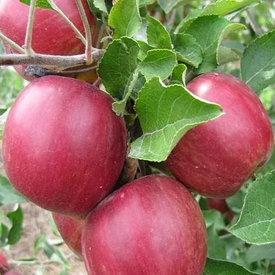 Яблоня МОСКОВСКОЕ ОЖЕРЕЛЬЕ колонновидная  Яблони Московское Ожерелье колонновидная в Улан-Удэ