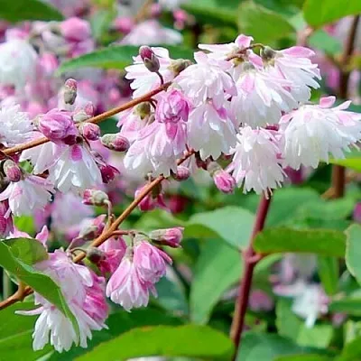 Дейция  Дейция в Улан-Удэ