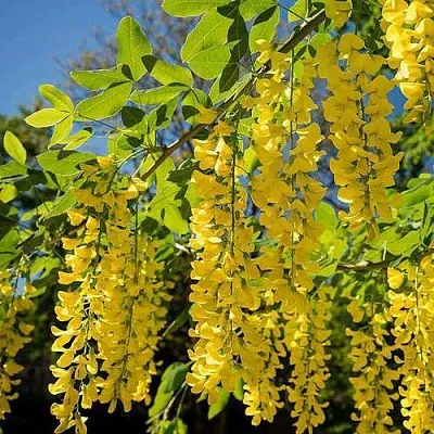 Бобовник  Бобовник в Улан-Удэ