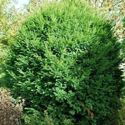 Тис РЕПАНДЕНС ягодный  Тис РЕПАНДЕНС ягодный в Улан-Удэ