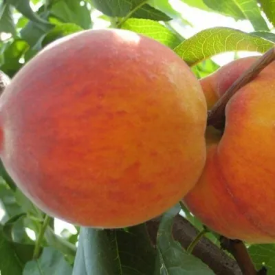 Персик СОЧНЫЙ в Улан-Удэ