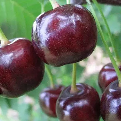 Дюк ФАКЕЛ  Дюк ФАКЕЛ в Улан-Удэ