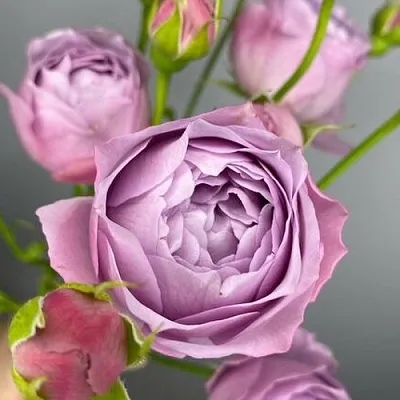 Саженцы роз ЛАВЕНДЕР БАБЛС спрей  Саженцы роз ЛАВЕНДЕР БАБЛС спрей в Улан-Удэ