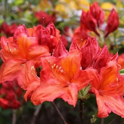 Азалия ЛИЛИНШТЕЙН японская  Азалия ЛИЛИНШТЕЙН японская в Улан-Удэ