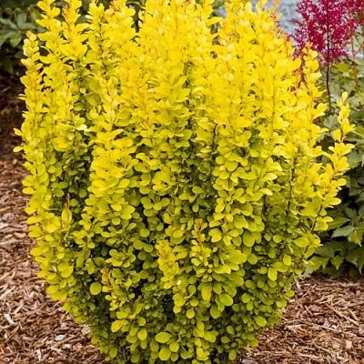 Барбарис ГОЛДЕН ТОРЧ тунберга  Барбарис ГОЛДЕН ТОРЧ тунберга в Улан-Удэ