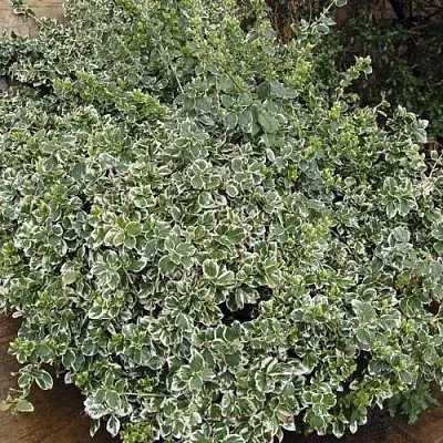 Бересклет ЭМЕРАЛЬД ГАИТИ форчуна  Бересклет ЭМЕРАЛЬД ГАИТИ форчуна в Улан-Удэ