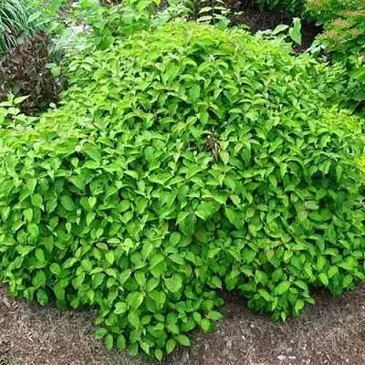 Дерен КЕЛСЕИ шелковистый   Дерен КЕЛСЕИ шелковистый  в Улан-Удэ