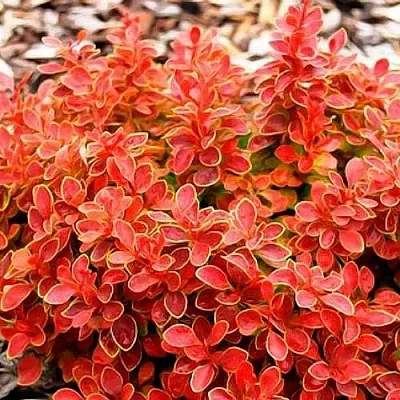 Барбарис КОРАЛ тунберга  Барбарис КОРАЛ тунберга в Улан-Удэ