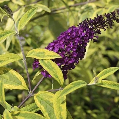 Буддлея давида САНТАНА   Буддлея давида САНТАНА  в Улан-Удэ