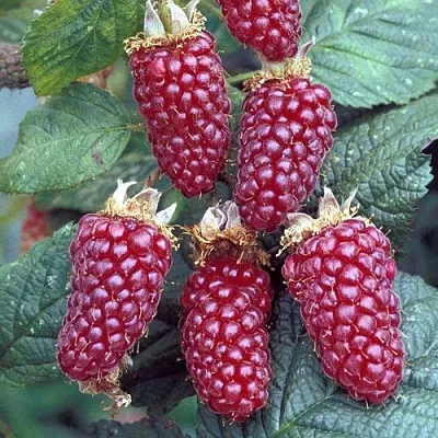 Ежемалина ТАЙБЕРРИ  Ежемалина ТАЙБЕРРИ в Улан-Удэ