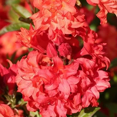 Азалия ФОЙЕРКОПФЕН крупноцветковая  Азалия ФОЙЕРКОПФЕН крупноцветковая в Улан-Удэ