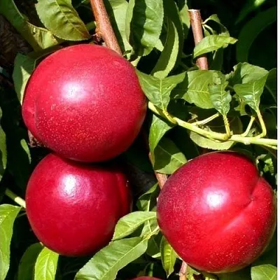 Нектарин ХАРКО  Нектарин ХАРКО в Улан-Удэ