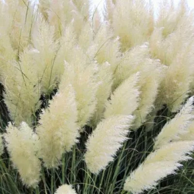 Кортадерия белая (пампасная трава) в Улан-Удэ