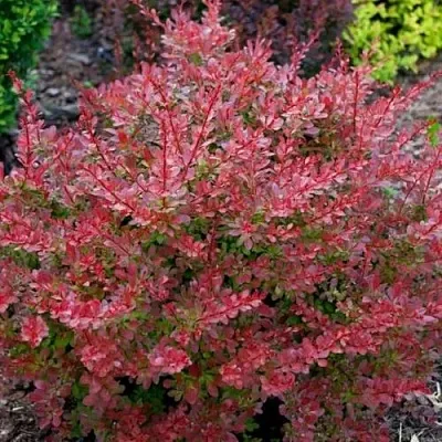 Барбарис ГОЛДЕН РИНГ тунберга  Барбарис ГОЛДЕН РИНГ тунберга в Улан-Удэ