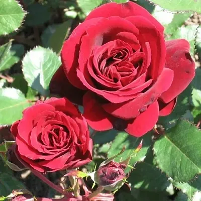 Саженцы роз ИЗАБЕЛЬ РЕНЕССАНС шраб  Саженцы роз ИЗАБЕЛЬ РЕНЕССАНС шраб в Улан-Удэ