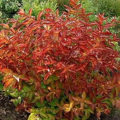 Вейгела ОГНЕННЫЕ КРЫЛЬЯ  Вейгела ОГНЕННЫЕ КРЫЛЬЯ в Улан-Удэ