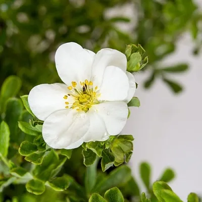 Лапчатка СНОУБЕРД кустарниковая  Лапчатка СНОУБЕРД кустарниковая в Улан-Удэ