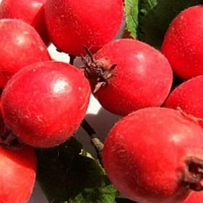 Боярышник КРУПНОПЛОДНЫЙ  Боярышник КРУПНОПЛОДНЫЙ в Улан-Удэ