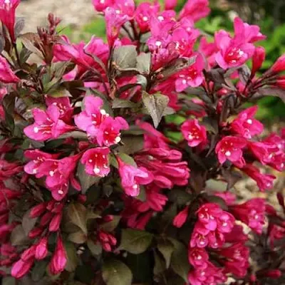 Вейгела БЛЭК РУБИ  Вейгела БЛЭК РУБИ в Улан-Удэ