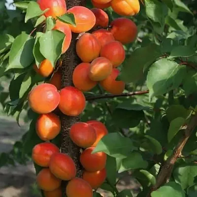 Абрикос ЗВЕЗДНЫЙ колонновидный  Абрикос ЗВЕЗДНЫЙ колонновидный в Улан-Удэ