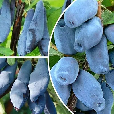 Комплект СИЯНИЕ ГЛАЗ в Улан-Удэ