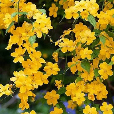 Керрия  Керрия в Улан-Удэ