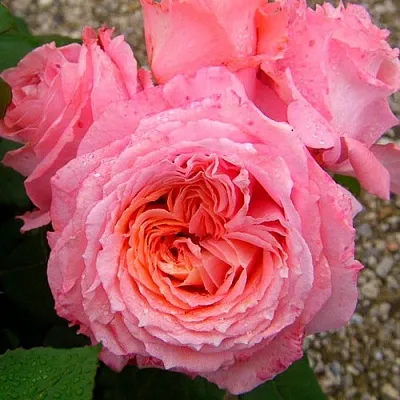 Саженцы роз ИНСТИТУТ ЛЮМЬЕР шраб  Саженцы роз ИНСТИТУТ ЛЮМЬЕР шраб в Улан-Удэ