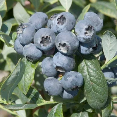 Голубика БРИГИТТА — описание сорта Голубика БРИГИТТА в Улан-Удэ