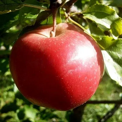 Яблоня НАСТЕНЬКА  Яблоня НАСТЕНЬКА в Улан-Удэ