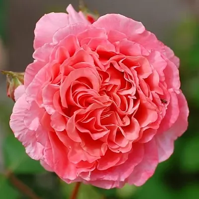 Саженцы роз ЛОРАН КАБРОЛЬ шраб  Саженцы роз ЛОРАН КАБРОЛЬ шраб в Улан-Удэ