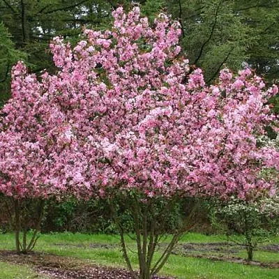 Яблоня РУДОЛЬФ декоративная   Яблоня РУДОЛЬФ декоративная  в Улан-Удэ