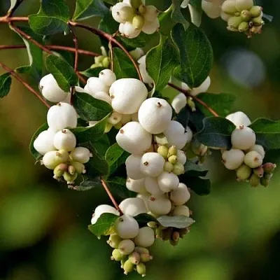 Снежноягодник  Снежноягодник в Улан-Удэ