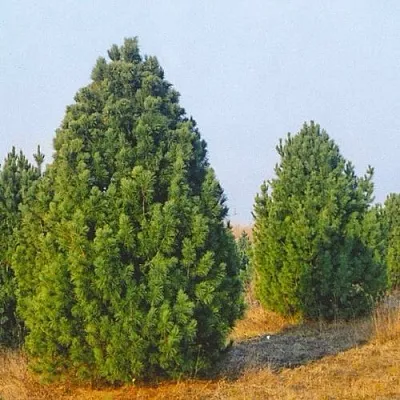 Сосна черная ПИРАМИДАЛИС  Сосна черная ПИРАМИДАЛИС в Улан-Удэ