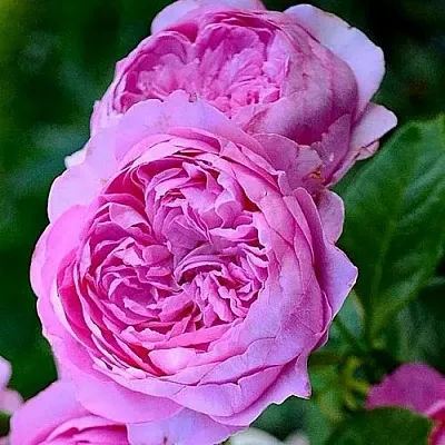 Саженцы роз ШАНТАЛЬ МЕРЬЕ шраб  Саженцы роз ШАНТАЛЬ МЕРЬЕ шраб в Улан-Удэ