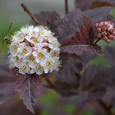 Пузыреплодник  Пузыреплодник в Улан-Удэ