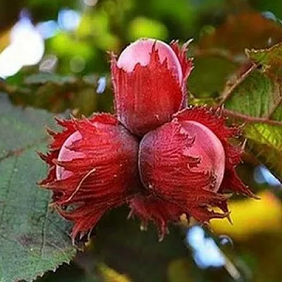 Фундук КРАСНЫЙ ЯНТАРЬ  Фундук КРАСНЫЙ ЯНТАРЬ в Улан-Удэ