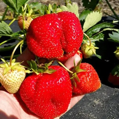 Клубника АПРИКА  Клубника АПРИКА в Улан-Удэ