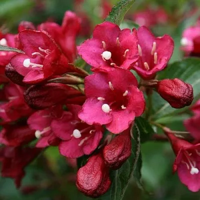 Вейгела ЕВА РАТКЕ  Вейгела ЕВА РАТКЕ в Улан-Удэ