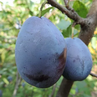 Слива АМЕРС  Слива АМЕРС в Улан-Удэ