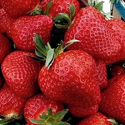 Клубника КЛЕРИ  Клубника КЛЕРИ в Улан-Удэ