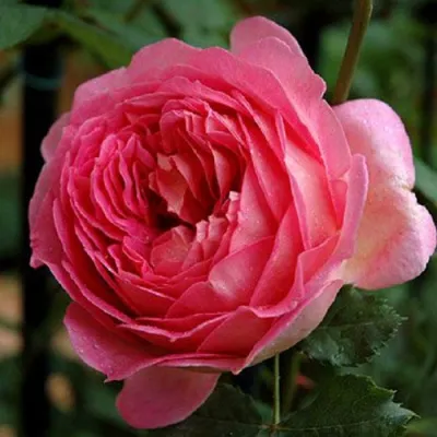 Саженцы роз ДЖУБИЛИ СЕЛЕБРЕЙШН английская в Улан-Удэ