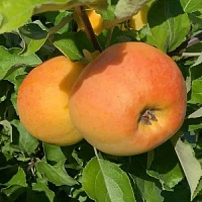 Яблоня АНТОНОВКА ЗОЛОТАЯ  Яблоня АНТОНОВКА ЗОЛОТАЯ в Улан-Удэ