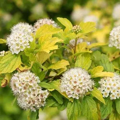 Пузыреплодник АНГЕЛ ГОЛД  Пузыреплодник АНГЕЛ ГОЛД в Улан-Удэ