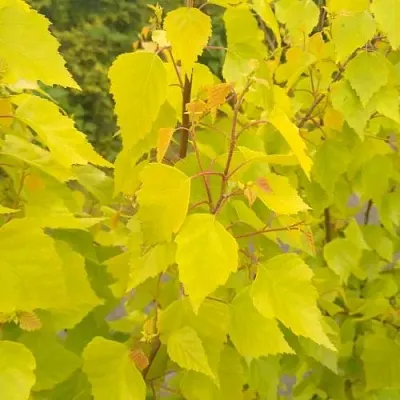 Берёза ГОЛДЕН ОБЕЛИСК повислая   Берёза ГОЛДЕН ОБЕЛИСК повислая  в Улан-Удэ